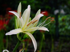 白の彼岸花8