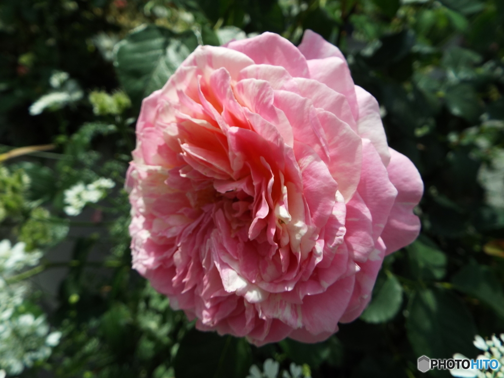 薔薇19