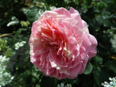 薔薇19