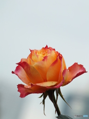 秋薔薇10