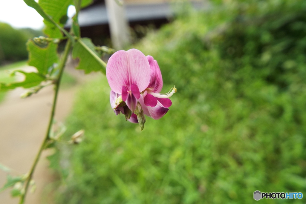 萩1