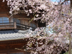 天岑寺桜3
