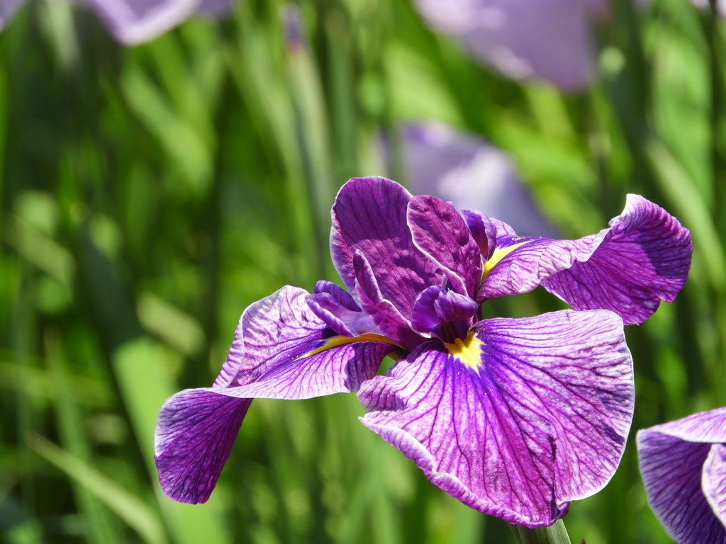 北山公園・菖蒲苑7