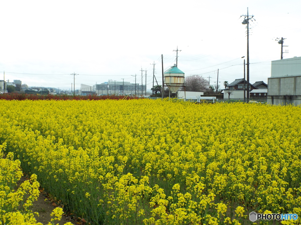 菜の花畑3