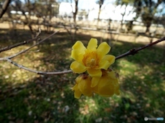 蝋梅2
