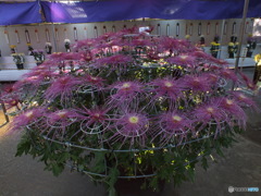 菊花展19