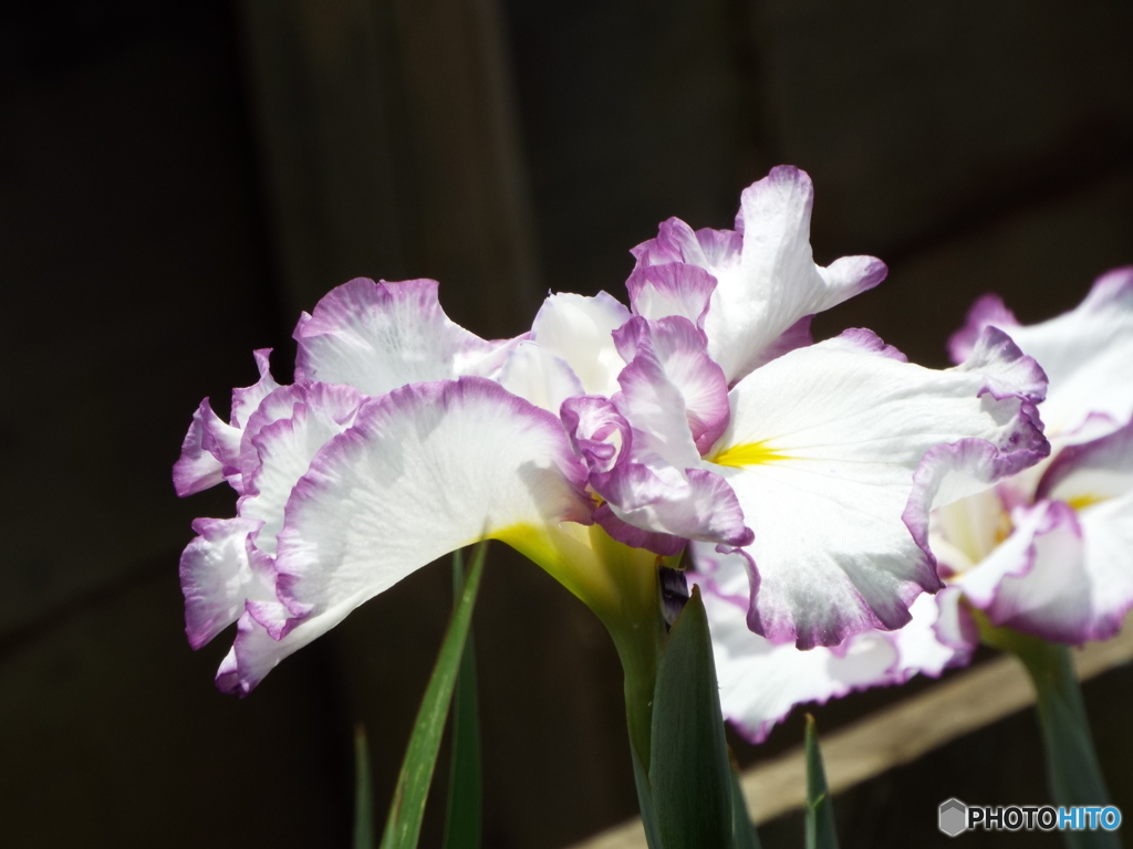 北山公園・花菖蒲8