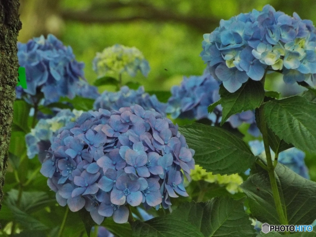 昭和記念公園・紫陽花11