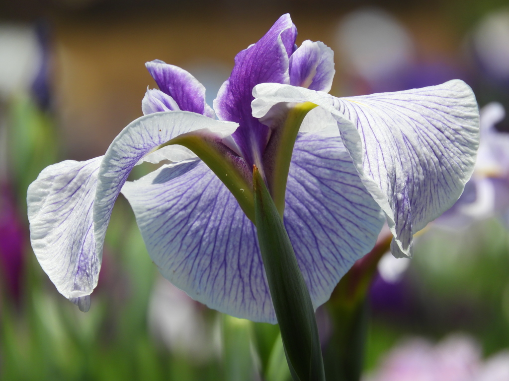 北山公園・菖蒲苑11