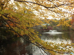 井の頭恩賜公園16