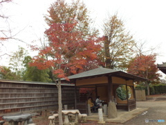 紅葉の能仁寺10