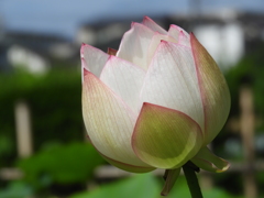 蓮1