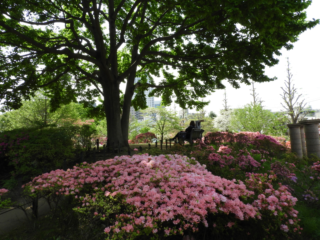 平成つつじ公園10