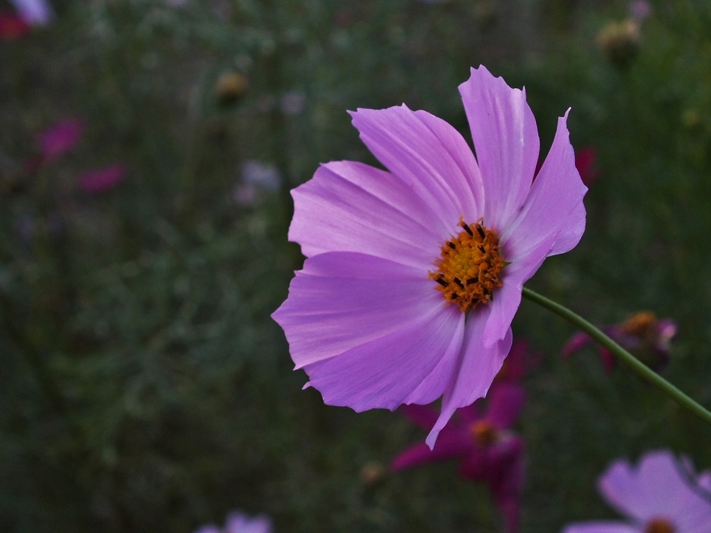 秋桜8