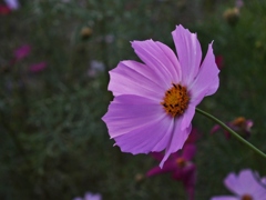 秋桜8