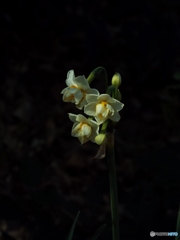 水仙1