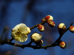 白梅2