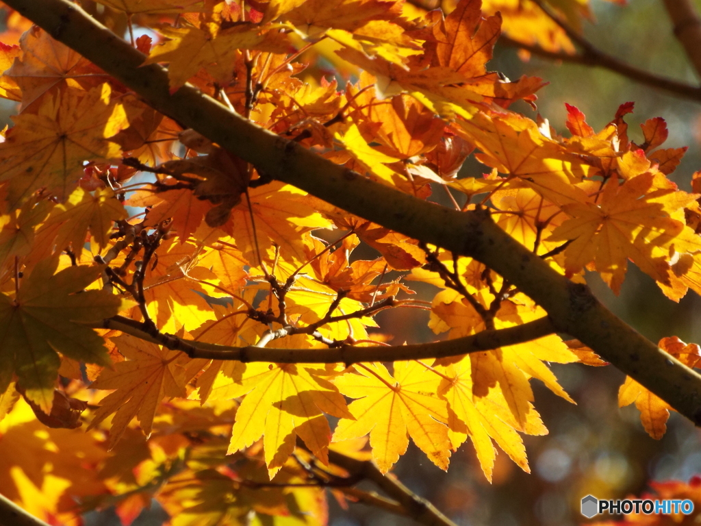 紅葉の日本庭園24