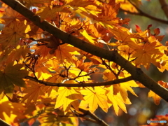 紅葉の日本庭園24