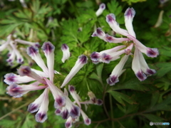 ムラサキケマン