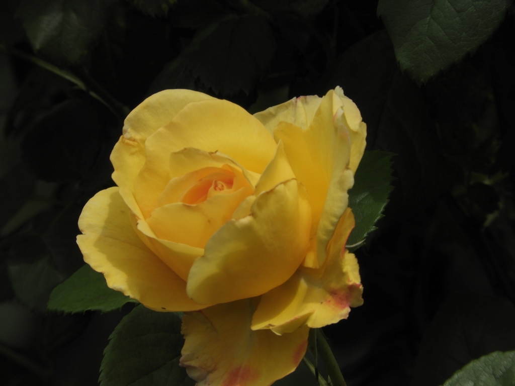 薔薇40