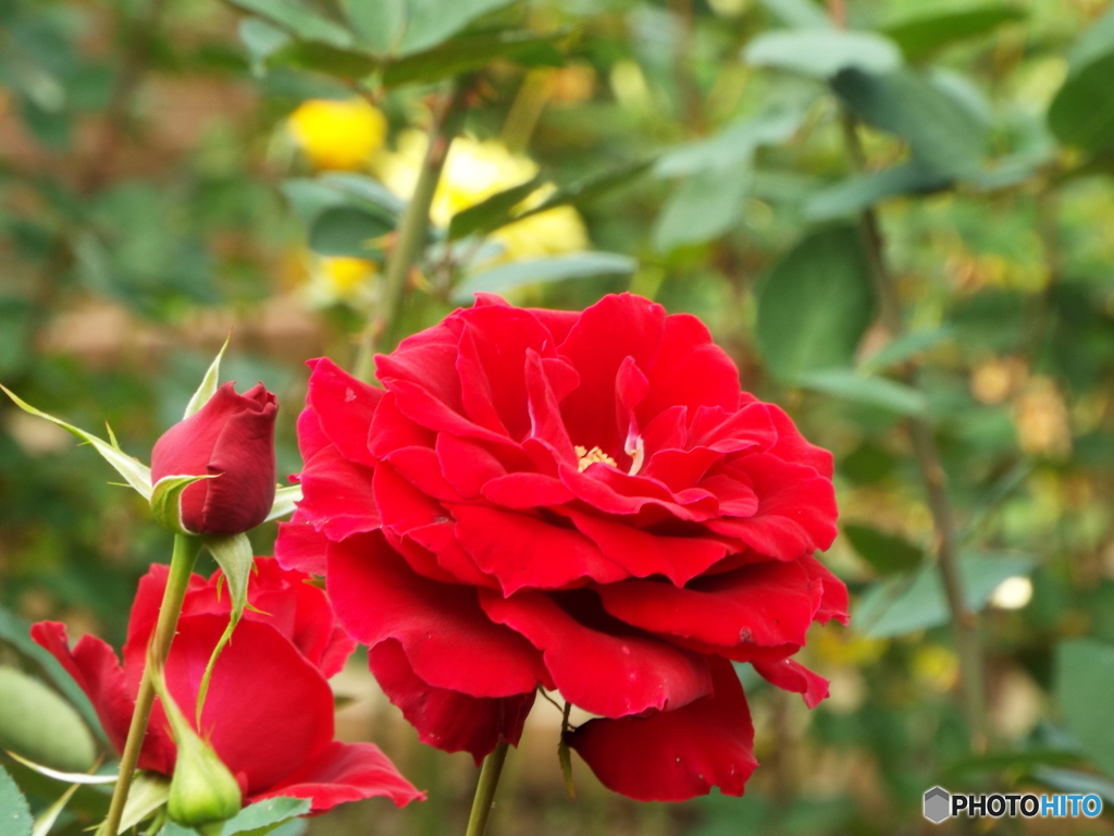 秋薔薇15
