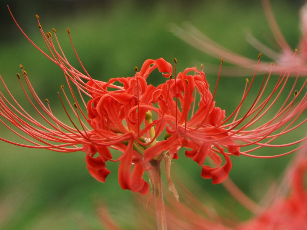 岸辺の曼珠沙華7