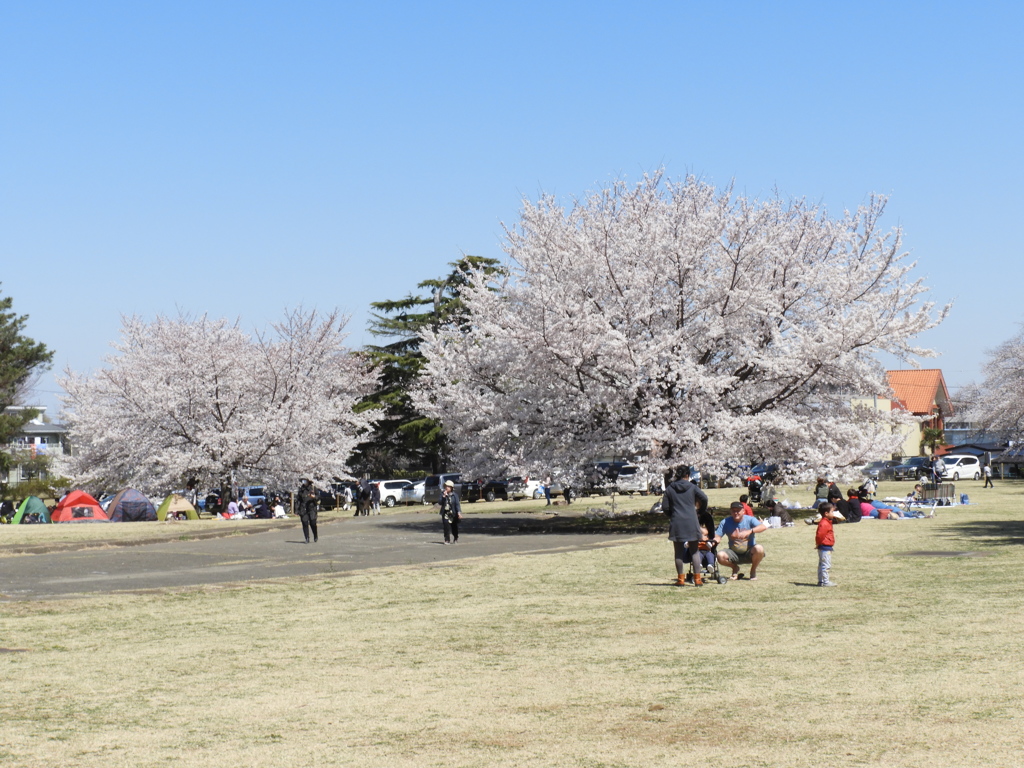 稲荷山公園・桜 4