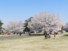 稲荷山公園・桜 4