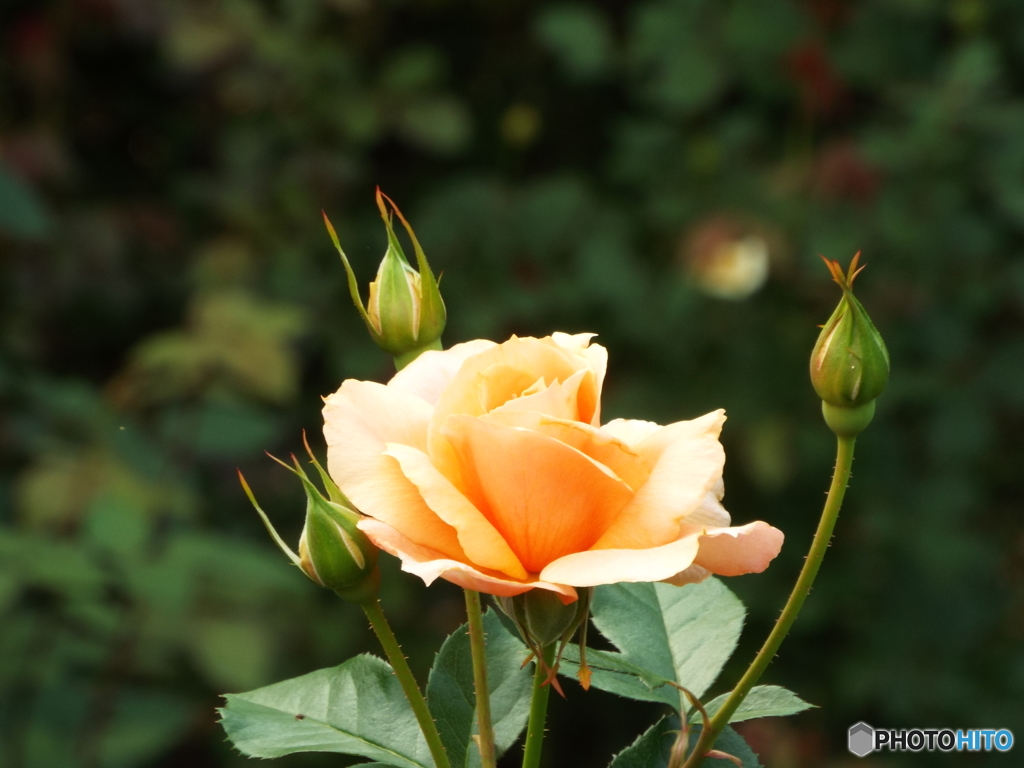 秋薔薇16