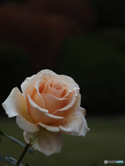 秋薔薇12