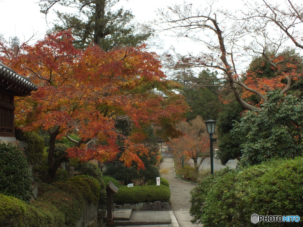 紅葉の能仁寺15
