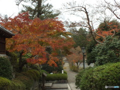 紅葉の能仁寺15