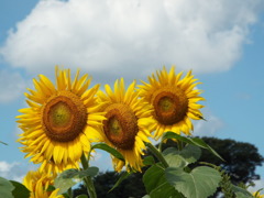 DSCF0136