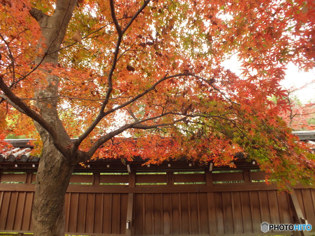 紅葉の能仁寺11