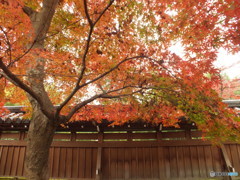 紅葉の能仁寺11