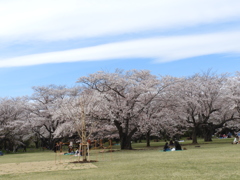 昭和記念公園・桜 5