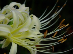 白の彼岸花6