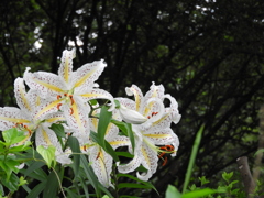 稲荷山公園・山百合12