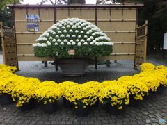 新宿御苑・菊花展1