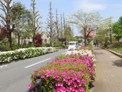 平成つつじ公園16