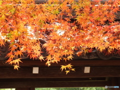紅葉の能仁寺12