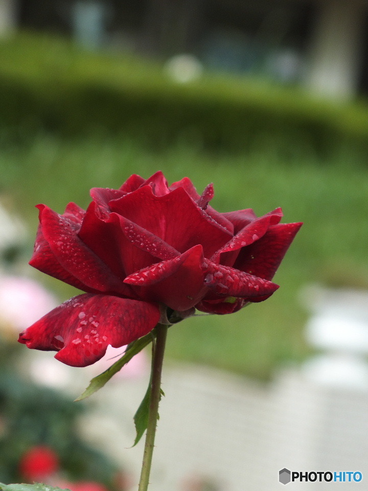 雫を纏った薔薇16