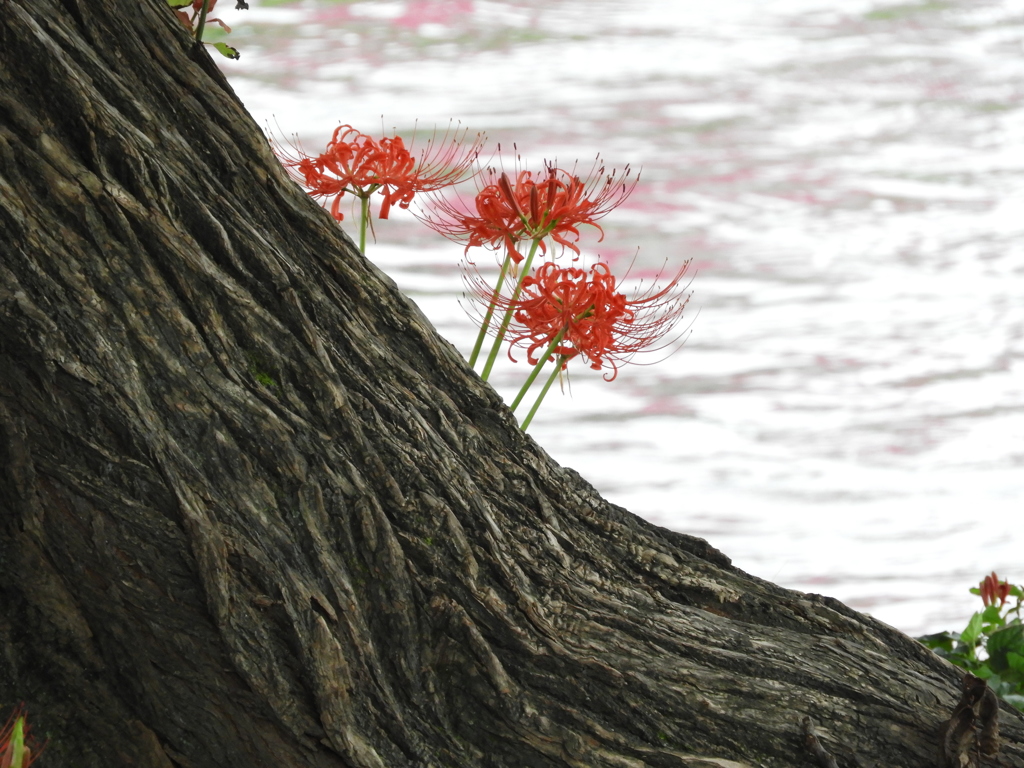 曼珠沙華14