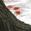 曼珠沙華14