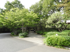初秋の日本庭園1