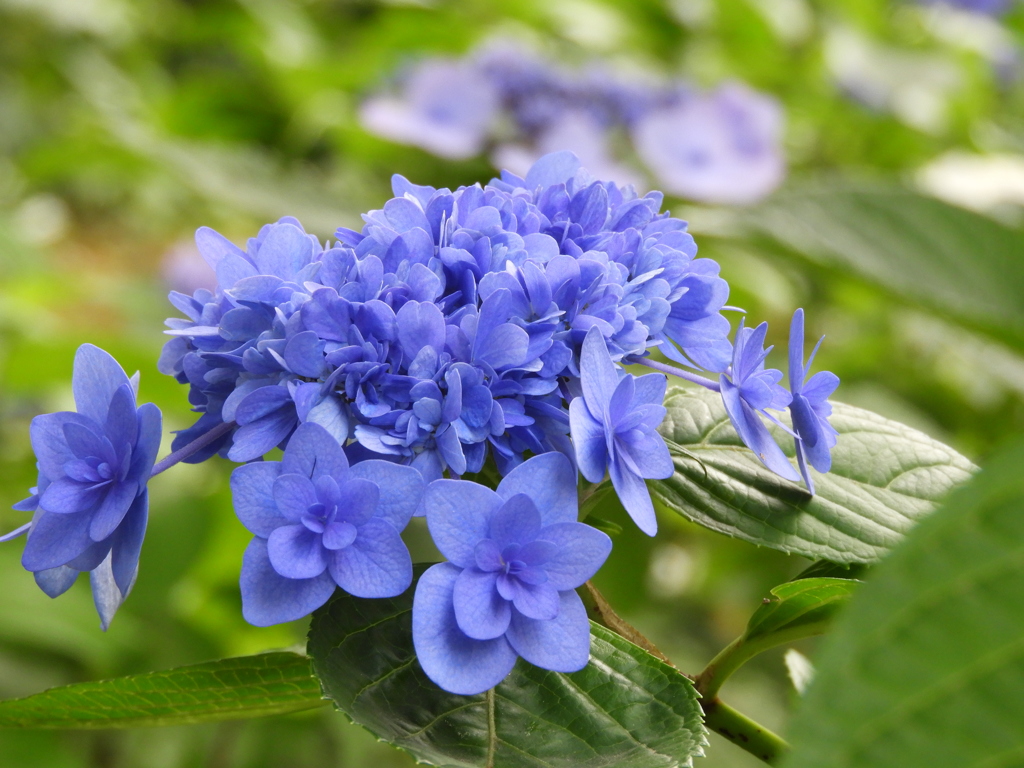 豊島園・額紫陽花18