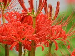 彼岸花16
