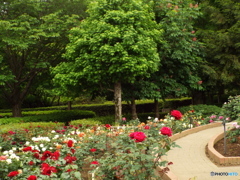 薔薇16