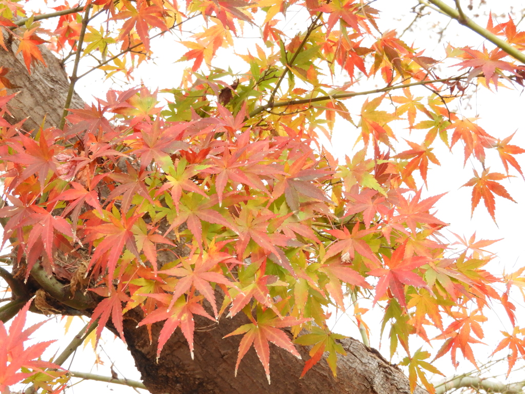 紅葉5